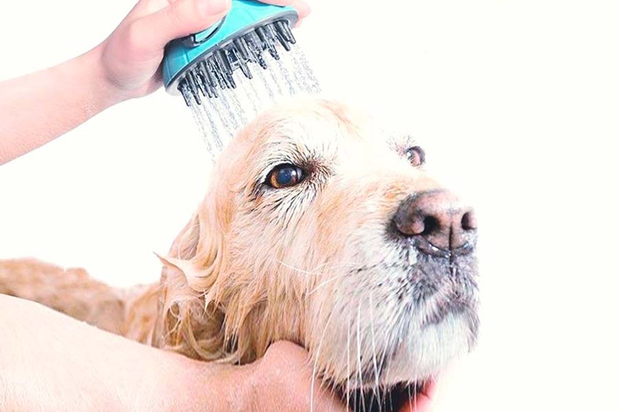 fotos1sss_0010_Capa 6